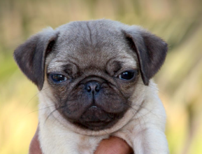 Buy Male pug Puppy from Bangalore